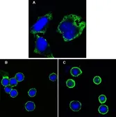Anti-MPS1 antibody [7E3] used in Immunocytochemistry/ Immunofluorescence (ICC/IF). GTX83377