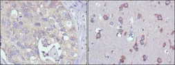 Anti-MPS1 antibody [4A12] used in IHC (Paraffin sections) (IHC-P). GTX83378