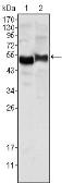 Anti-alpha 1 Antitrypsin antibody [2B12] used in Western Blot (WB). GTX83379