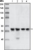 Anti-Chk1 antibody [2G1D5] used in Western Blot (WB). GTX83385