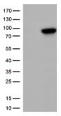 Anti-XRCC1 antibody [2G8] used in Western Blot (WB). GTX83410