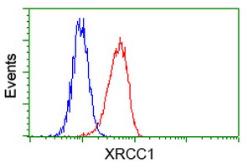 Anti-XRCC1 antibody [2G8] used in Flow cytometry (FACS). GTX83410