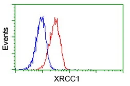Anti-XRCC1 antibody [2G8] used in Flow cytometry (FCM). GTX83410