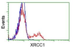 Anti-XRCC1 antibody [2D8] used in Flow cytometry (FACS). GTX83411