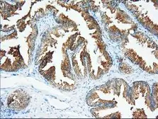 Anti-XPNPEP1 antibody [1E3] used in IHC (Paraffin sections) (IHC-P). GTX83414