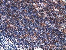 Anti-VWA5A antibody [3D6] used in IHC (Paraffin sections) (IHC-P). GTX83424