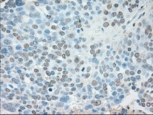 Anti-USP13 antibody [4G11] used in IHC (Paraffin sections) (IHC-P). GTX83436