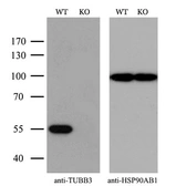 Anti-beta Tubulin 3/ Tuj1 antibody [5H2] used in Western Blot (WB). GTX83460