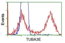 Anti-TUBA3E antibody [2A8] used in Flow cytometry (FACS). GTX83467