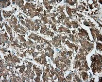 Anti-TPMT antibody [4C1] used in IHC (Paraffin sections) (IHC-P). GTX83497