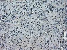 Anti-TMEM100 antibody [1F8] used in IHC (Paraffin sections) (IHC-P). GTX83507