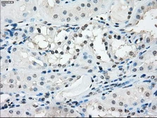 Anti-TMEM100 antibody [10G3] used in IHC (Paraffin sections) (IHC-P). GTX83508