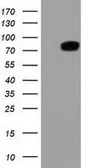 Anti-Thimet Oligopeptidase antibody [2D3] used in Western Blot (WB). GTX83512