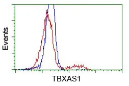 Anti-TXA synthase antibody [2C1] used in Flow cytometry (FCM). GTX83523