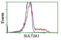 Anti-SULT2A1 antibody [3G4] used in Flow cytometry (FCM). GTX83536