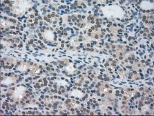 Anti-STK39 antibody [4E3] used in IHC (Paraffin sections) (IHC-P). GTX83542