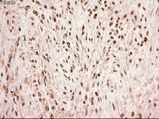 Anti-STAT5A antibody [4H1] used in IHC (Paraffin sections) (IHC-P). GTX83547