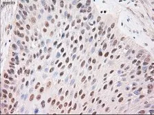 Anti-STAT4 antibody [2A2] used in IHC (Paraffin sections) (IHC-P). GTX83548