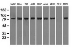 Anti-STAT1 antibody [4H9] used in Western Blot (WB). GTX83552