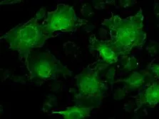 Anti-STAT1 antibody [4H9] used in Immunocytochemistry/ Immunofluorescence (ICC/IF). GTX83552