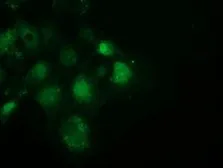 Anti-SPR antibody [1F4] used in Immunocytochemistry/ Immunofluorescence (ICC/IF). GTX83572
