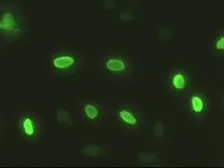 Anti-SOX17 antibody [3H5] used in Immunocytochemistry/ Immunofluorescence (ICC/IF). GTX83578