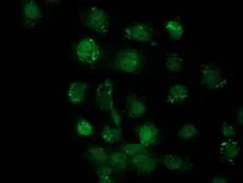 Anti-SOX17 antibody [3B10] used in Immunocytochemistry/ Immunofluorescence (ICC/IF). GTX83580
