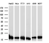 Anti-SOD1 antibody [8B10] used in Western Blot (WB). GTX83592