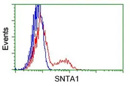 Anti-Syntrophin alpha 1 antibody [2B9] used in Flow cytometry (FACS). GTX83606