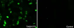 Anti-SMAD2 antibody [4G7] used in Immunocytochemistry/ Immunofluorescence (ICC/IF). GTX83613