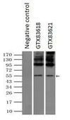 Anti-SLC7A8 antibody [5A9] used in Immunoprecipitation (IP). GTX83618