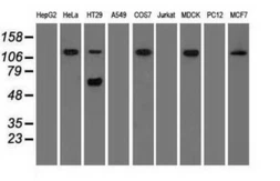 Anti-SIGLEC9 antibody [6D8] used in Western Blot (WB). GTX83649