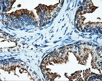 Anti-SATB1 antibody [11E8] used in IHC (Paraffin sections) (IHC-P). GTX83679
