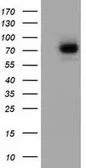 Anti-SAMHD1 antibody [1F6] used in Western Blot (WB). GTX83687