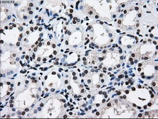 Anti-RPA32 antibody [7C12] used in IHC (Paraffin sections) (IHC-P). GTX83695