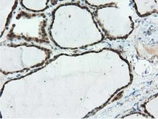 Anti-Ribonuclease Inhibitor antibody [3F11] used in IHC (Paraffin sections) (IHC-P). GTX83696