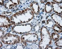 Anti-RIC8A antibody [3G3] used in IHC (Paraffin sections) (IHC-P). GTX83714