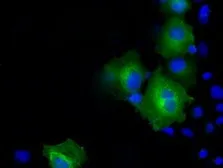 Anti-PSMC3 antibody [9G5] used in Immunocytochemistry/ Immunofluorescence (ICC/IF). GTX83783