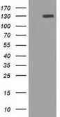 Anti-PRTG antibody [2B3] used in Western Blot (WB). GTX83789
