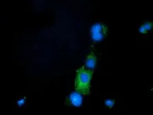 Anti-PRPSAP2 antibody [1E3] used in Immunocytochemistry/ Immunofluorescence (ICC/IF). GTX83790
