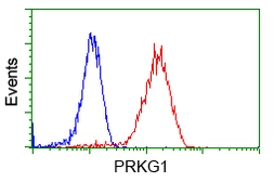 Anti-PRKG1 antibody [9A4] used in Flow cytometry (FACS). GTX83812