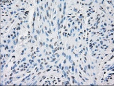 Anti-PPP5C antibody [5G5] used in IHC (Paraffin sections) (IHC-P). GTX83840