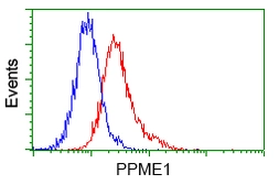 Anti-PPME1 antibody [7F12] used in Flow cytometry (FACS). GTX83847