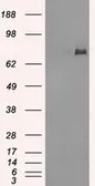 Anti-POR antibody [5H5] used in Western Blot (WB). GTX83859