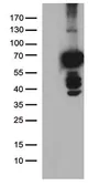 Anti-PLK1 antibody [3F12] used in Western Blot (WB). GTX83864