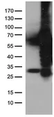 Anti-PLK1 antibody [8C12] used in Western Blot (WB). GTX83866