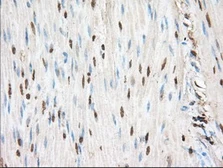 Anti-PIM2 antibody [9A5] used in IHC (Paraffin sections) (IHC-P). GTX83892