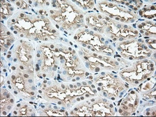 Anti-Profilin 1 antibody [1D5] used in IHC (Paraffin sections) (IHC-P). GTX83903
