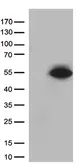 Anti-PDX1 antibody [5D5] used in Western Blot (WB). GTX83918