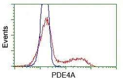 Anti-PDE4A antibody [7B11] used in Flow cytometry (FACS). GTX83922